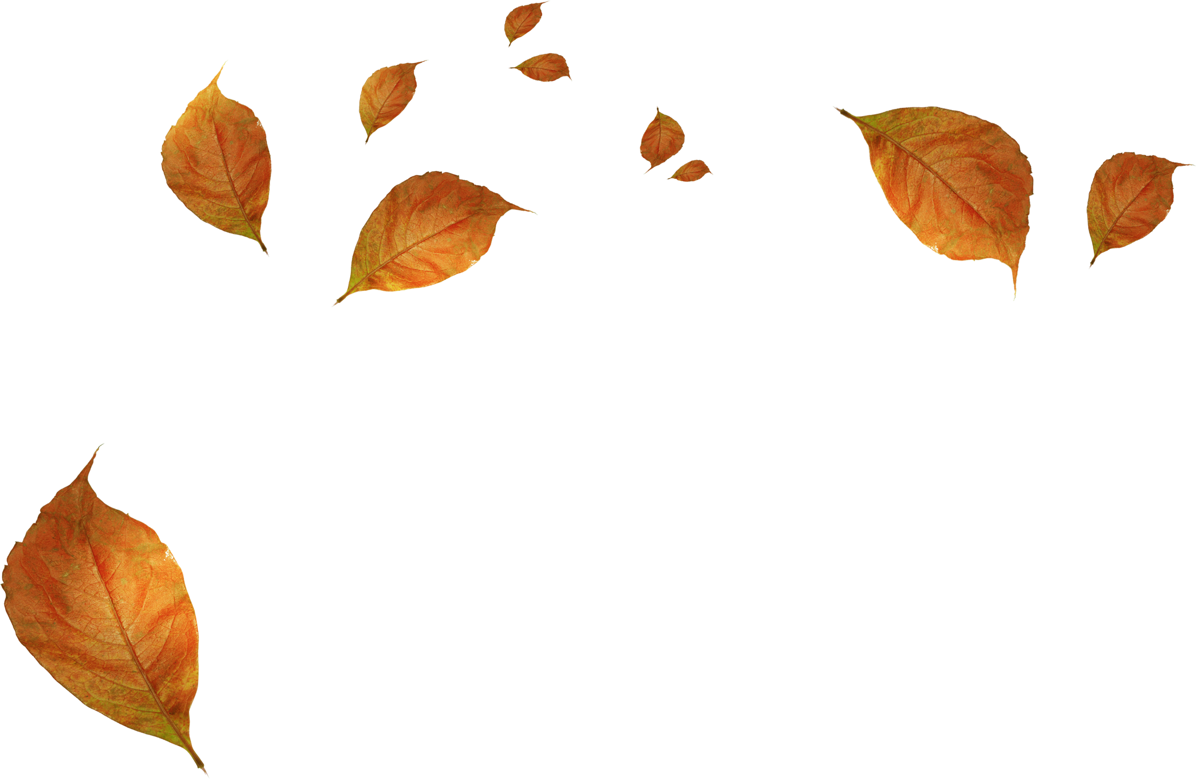 Fall Leaves PNG Transparent Images - PNG All