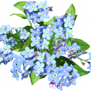 Forget Me Not Blue PNG