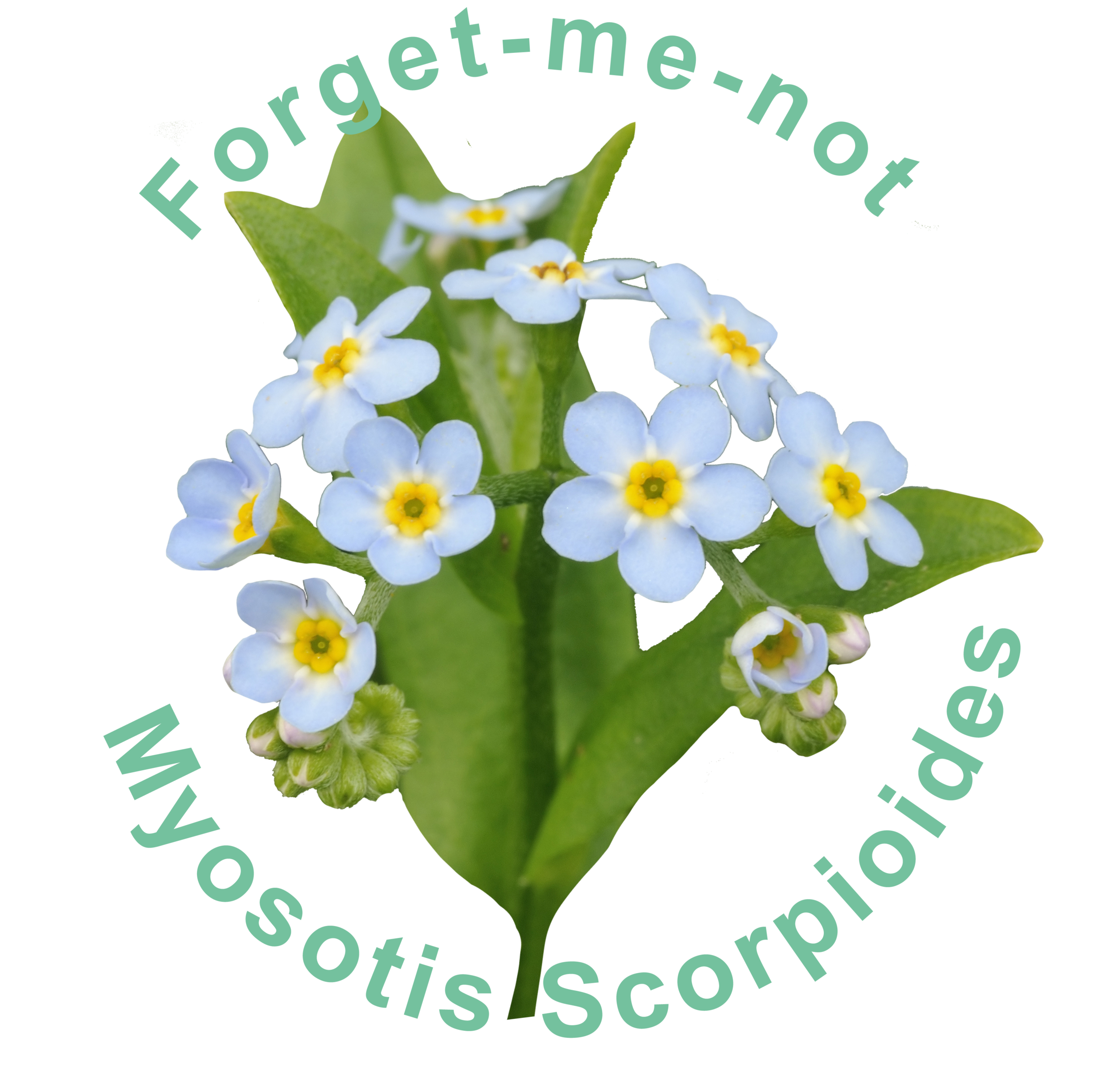 Forget Me Not Blue PNG Cutout