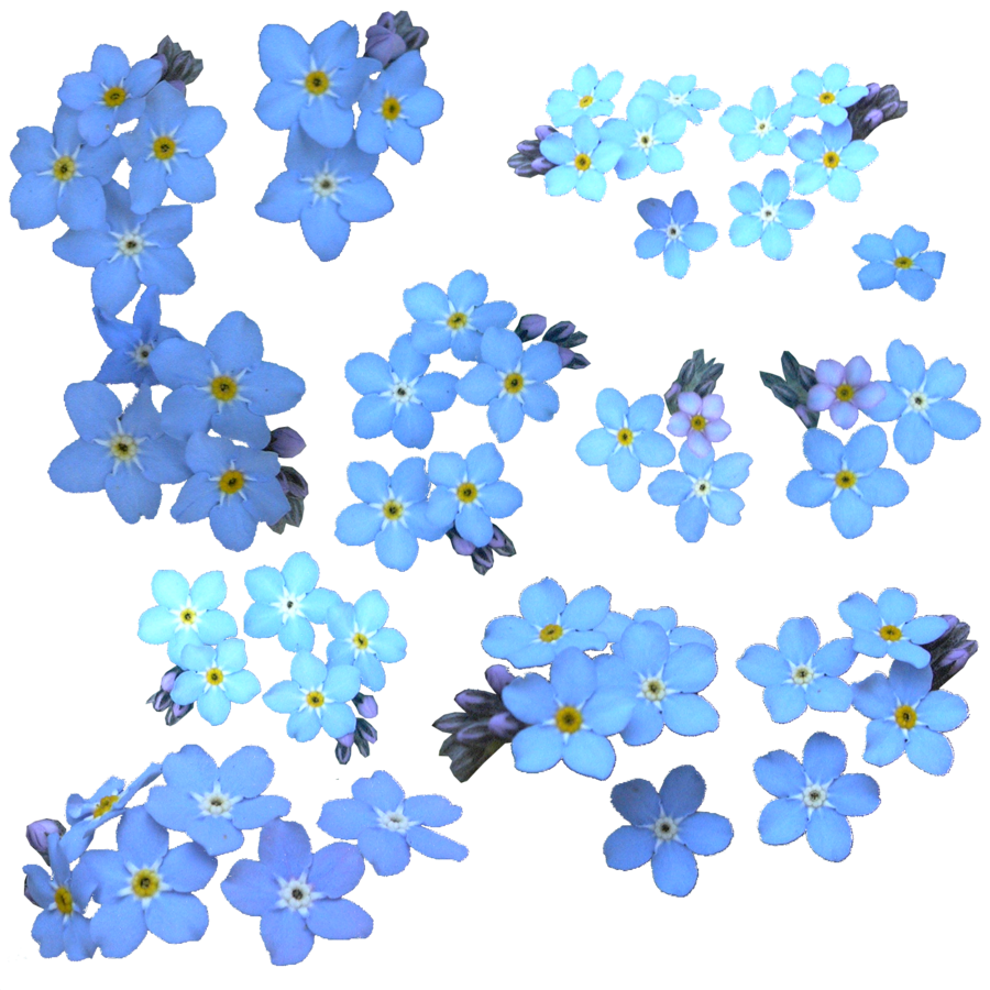 Forget Me Not Blue PNG File
