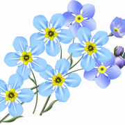 Forget Me Not Blue PNG Photo