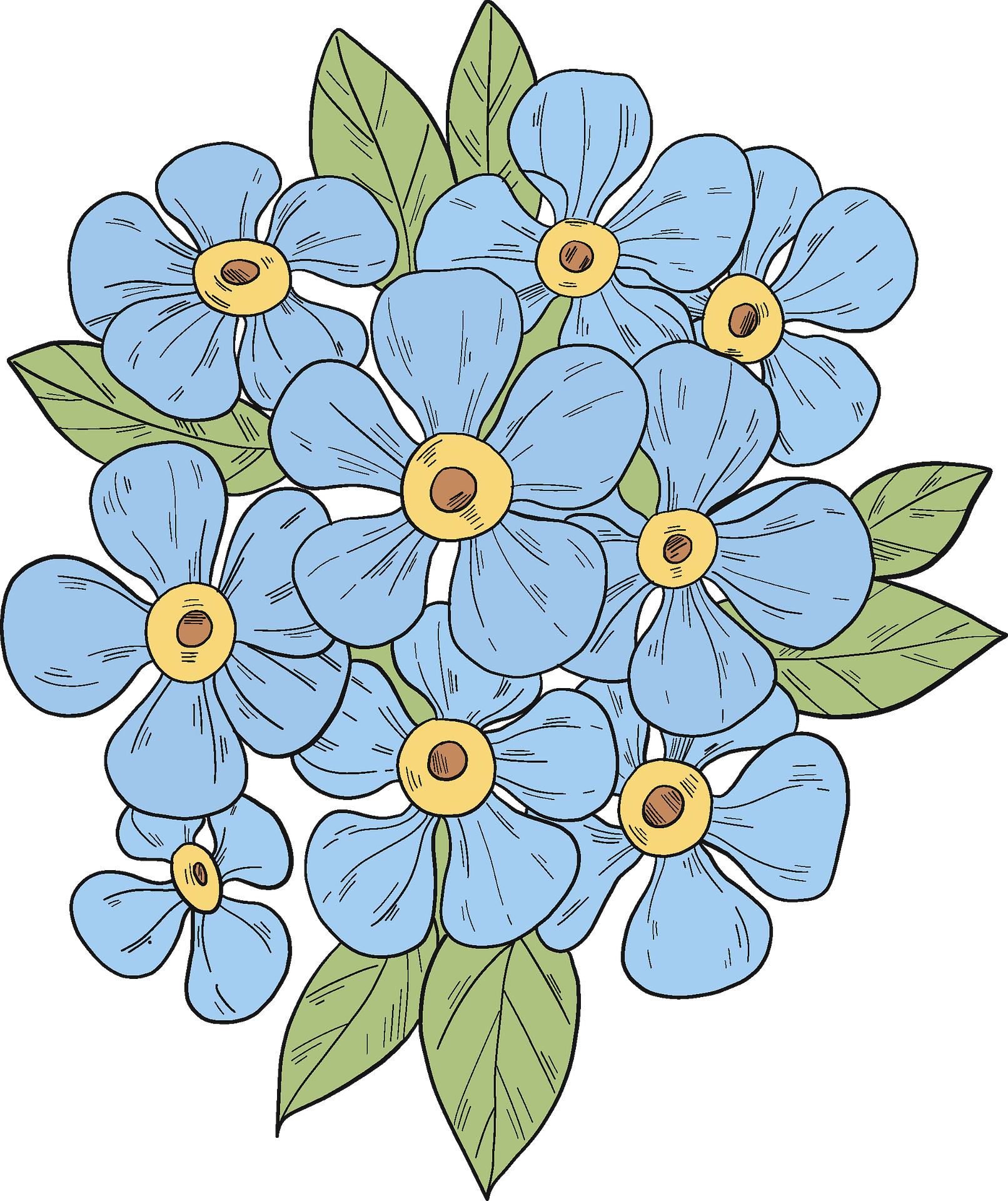 Forget Me Not Blue PNG Photos