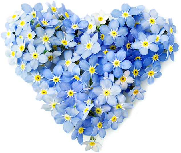 Forget Me Not Blue PNG Pic