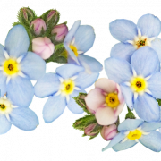 Forget Me Not Flower PNG