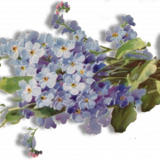 Forget Me Not Flower PNG File