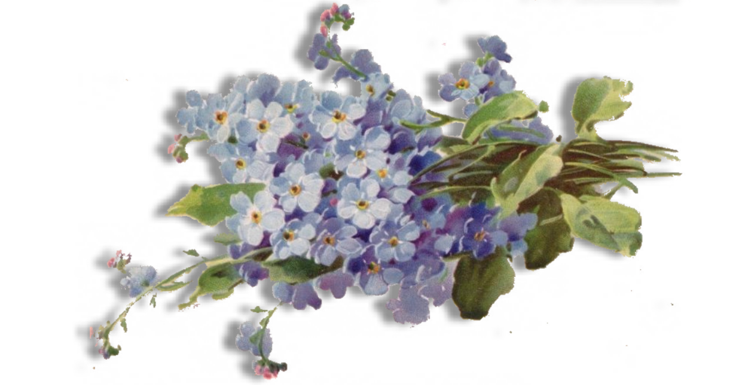 Forget Me Not Flower PNG File