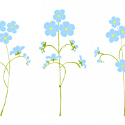 Forget Me Not Flower PNG Pic