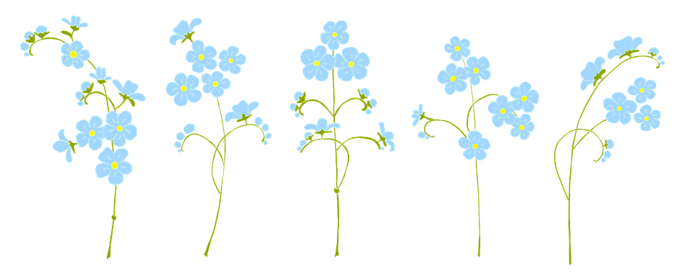 Forget Me Not Flower PNG Pic