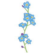 Forget Me Not No Background