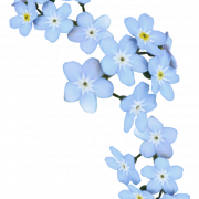 Forget Me Not PNG Clipart