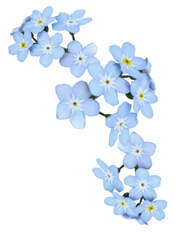 Forget Me Not PNG Clipart