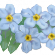 Forget Me Not PNG Image