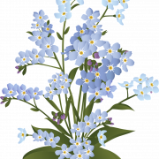 Forget Me Not PNG Images