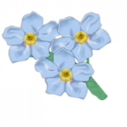 Forget Me Not PNG Photo