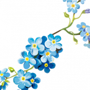 Forget Me Not PNG Pic