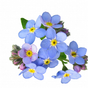 Forget Me Not PNG Picture