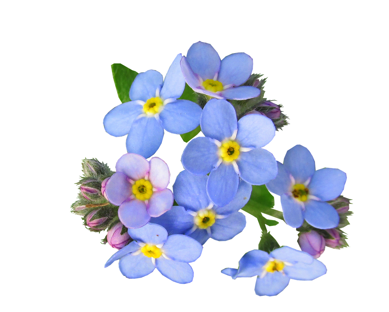 Forget Me Not PNG Picture