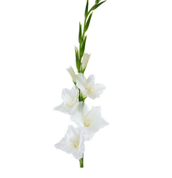 Gladiolus Flower PNG Clipart