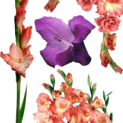 Gladiolus Flower PNG Cutout