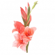 Gladiolus Flower PNG File