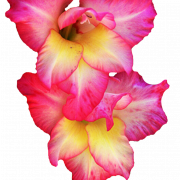 Gladiolus Flower PNG Images