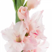 Gladiolus Flower PNG Photo