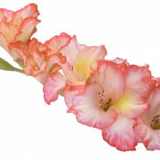 Gladiolus Flower PNG Photos