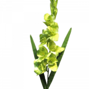 Gladiolus Flower PNG Pic