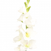 Gladiolus Flower PNG Picture