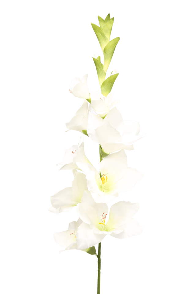 Gladiolus Flower PNG Picture