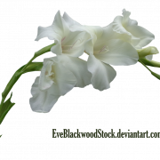 Gladiolus PNG