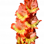 Gladiolus PNG Clipart