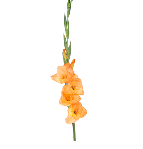 Gladiolus PNG File