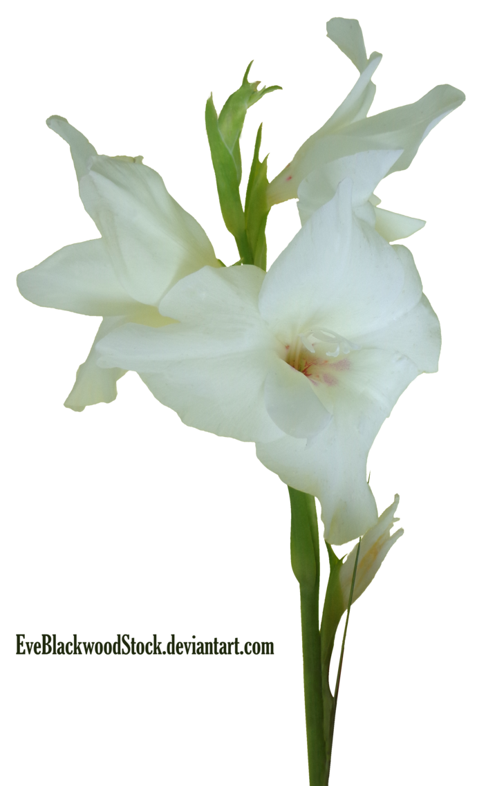 Gladiolus PNG HD Image