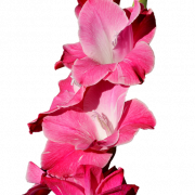 Gladiolus PNG Image