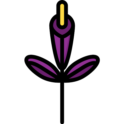 Gladiolus PNG Image File