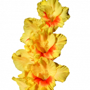 Gladiolus PNG Images