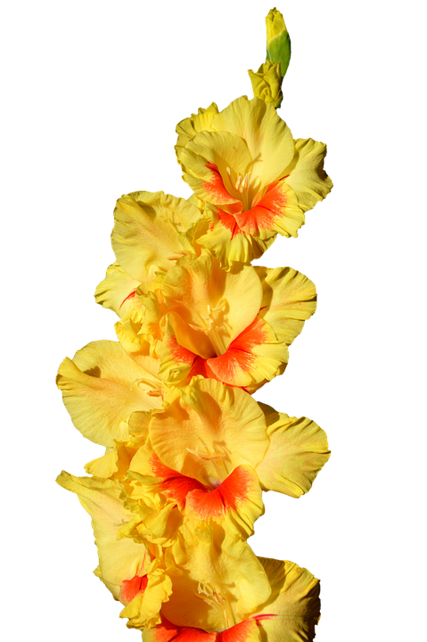 Gladiolus PNG Images