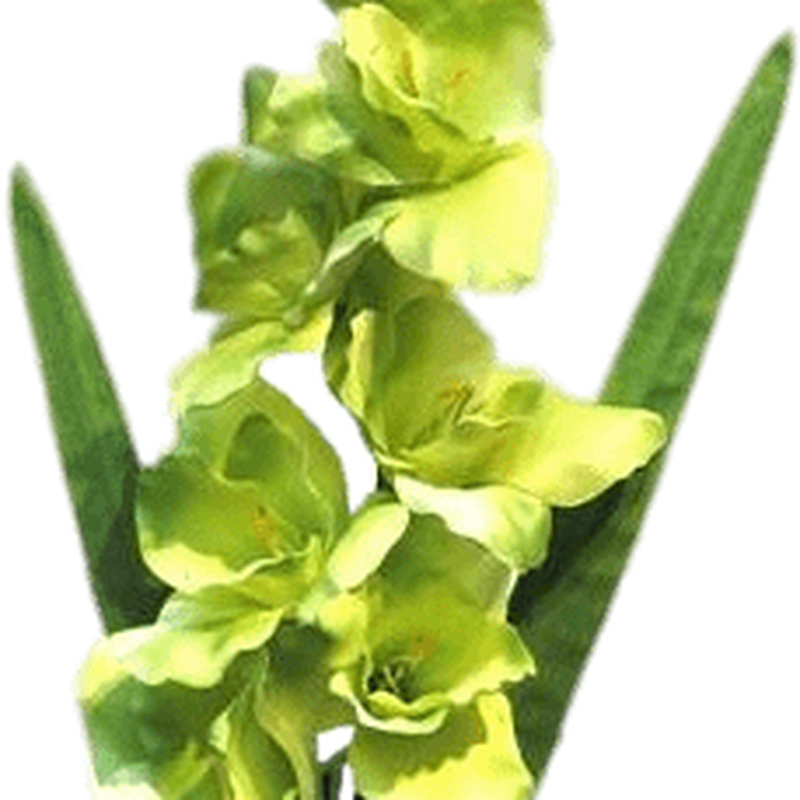 Gladiolus PNG Photo
