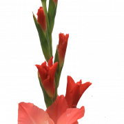 Gladiolus PNG Pic