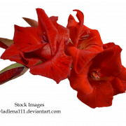Gladiolus PNG Picture
