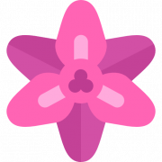 Gladiolus Purple