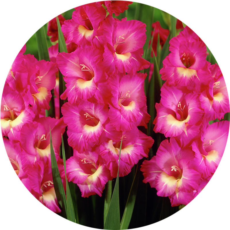Gladiolus Purple PNG File