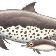 Fichier png à demi-vie ichthyosaur