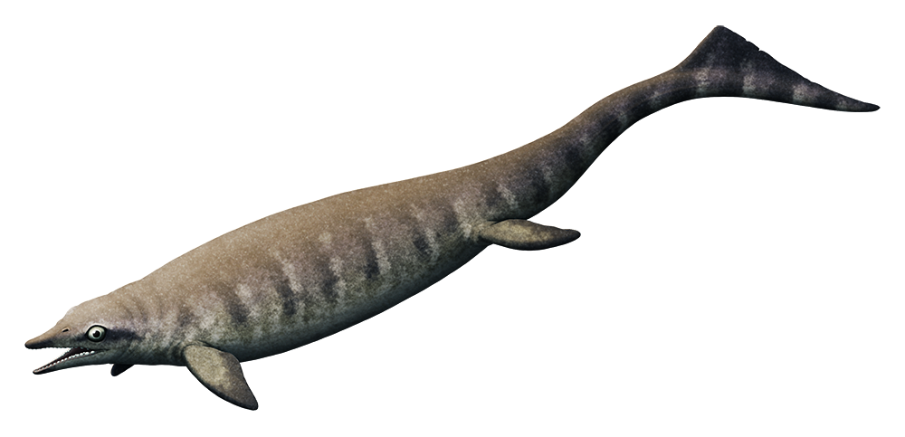 Ichthyosaur Half Life PNG Photos