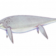 Изображение Ichthyosaur Png бесплатное изображение