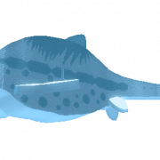 Ichthyosaur transparente