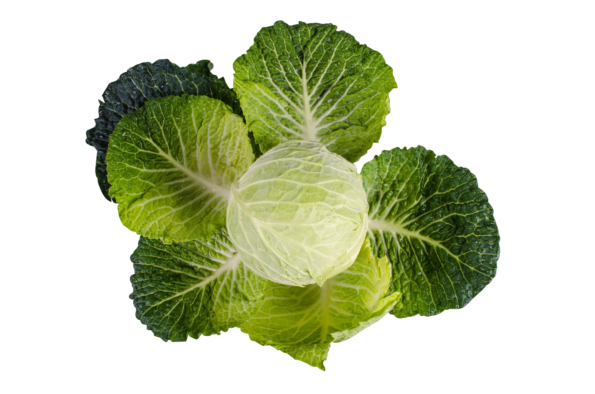 Kale Green Vegetable PNG Pic