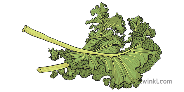 Kale Healthy Food PNG Image