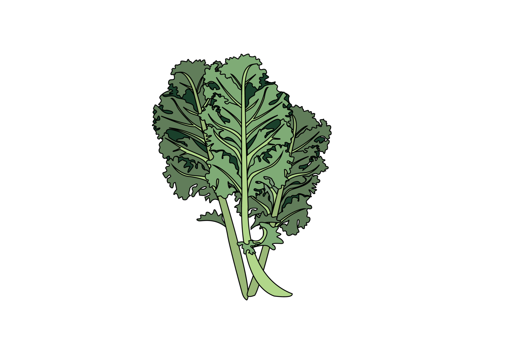 Kale Healthy Food PNG Picture
